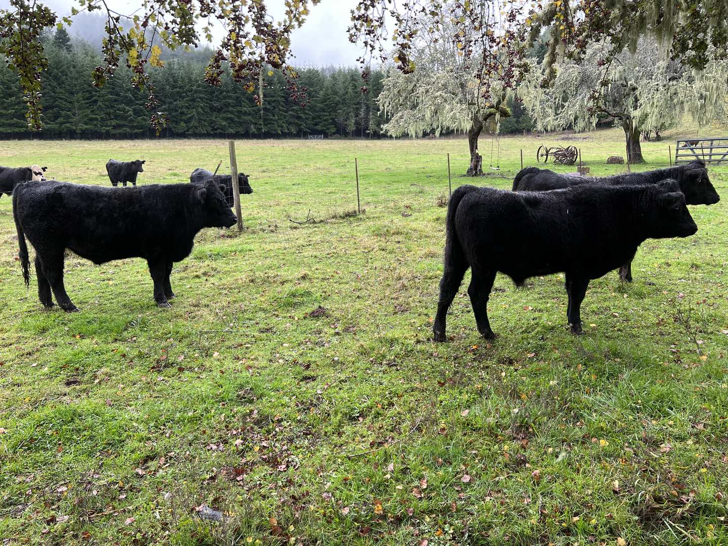 Black Angus cattle grazing on green pasture beneath moss-draped apple trees, with a fir treeline behind, on the SJ Cattle Co farm outside Bandon, Oregon.